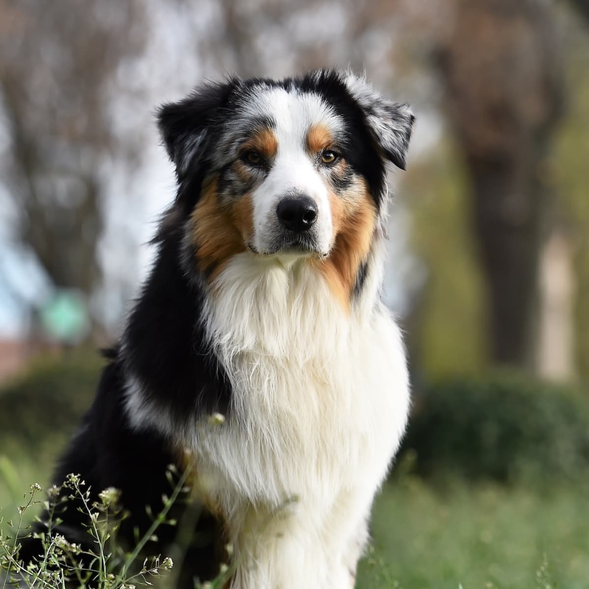 Brush for australian shepherd deals