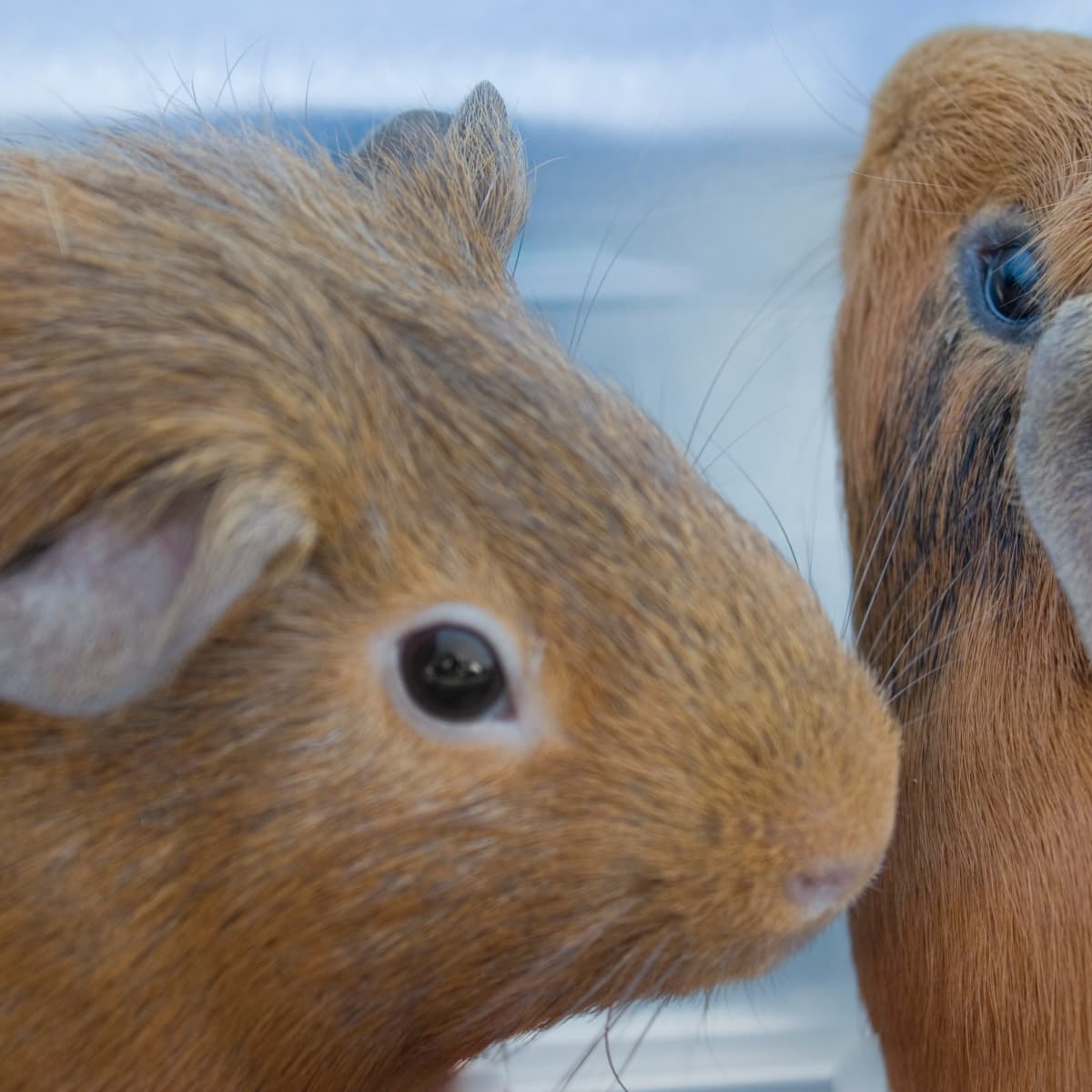 Funny guinea pig videos try not to laugh hot sale