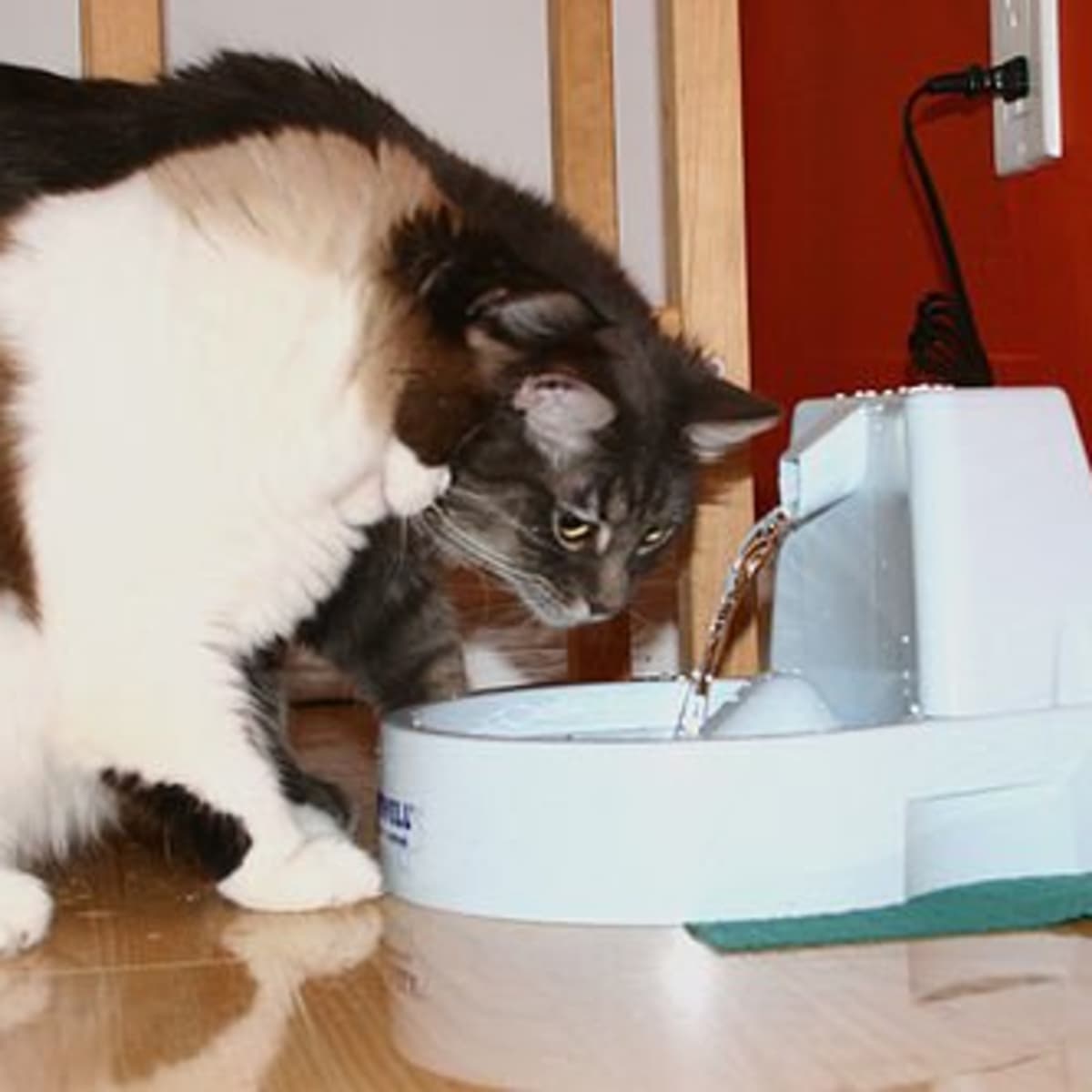 Cat water fountain no filter cheap