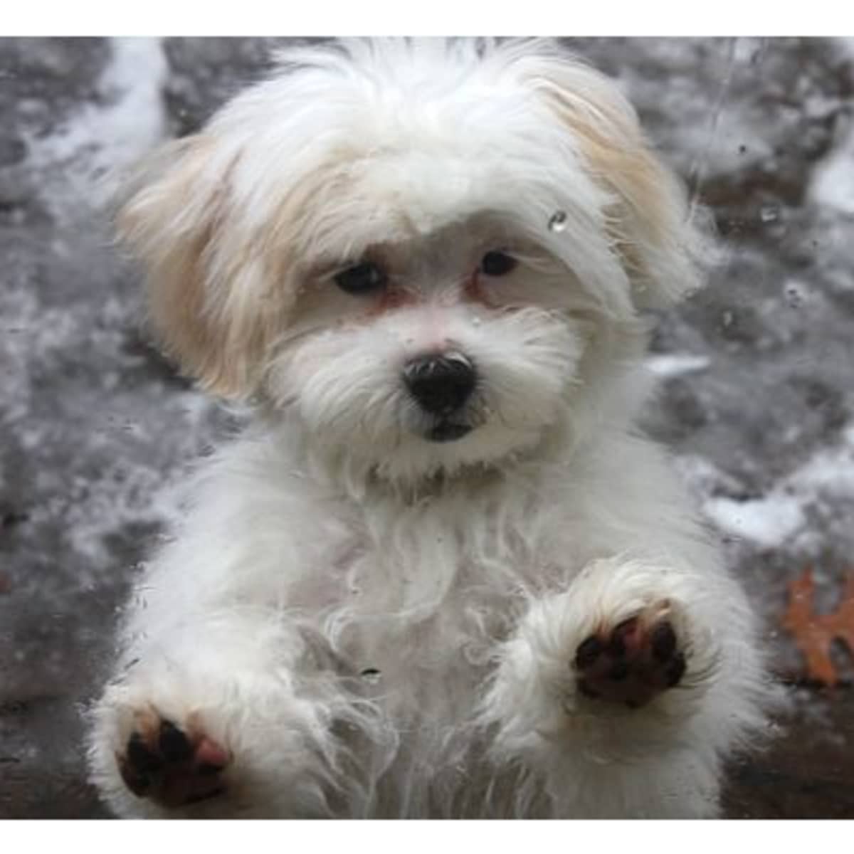 Toy shih poo puppies top