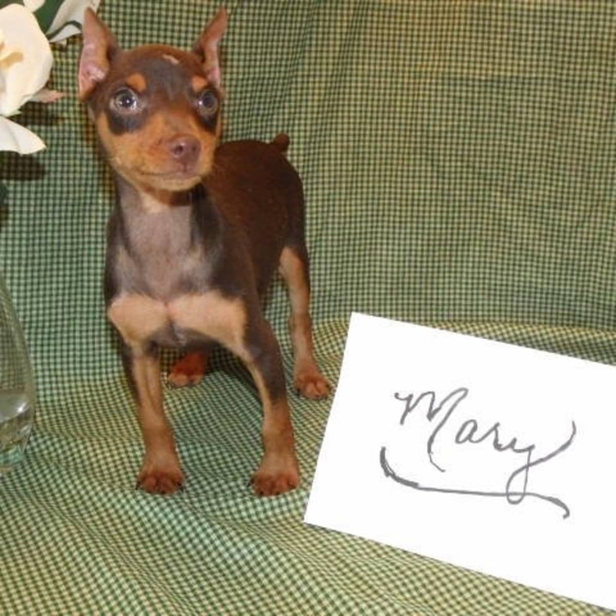 Teacup miniature pinscher puppies store