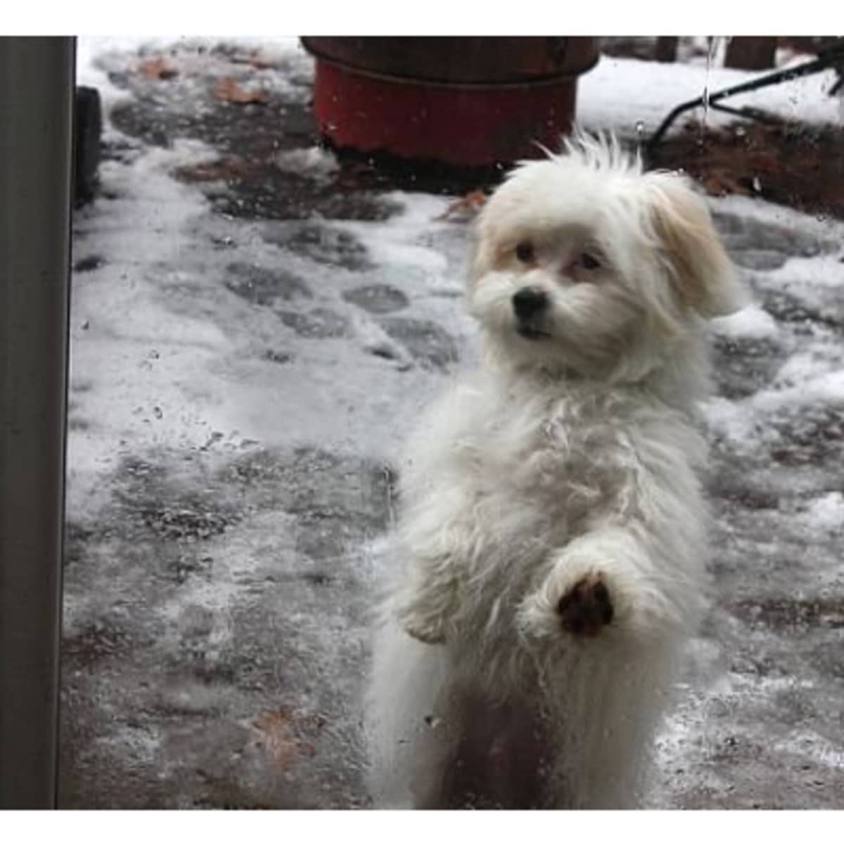 Toy shih poo for sale cheap