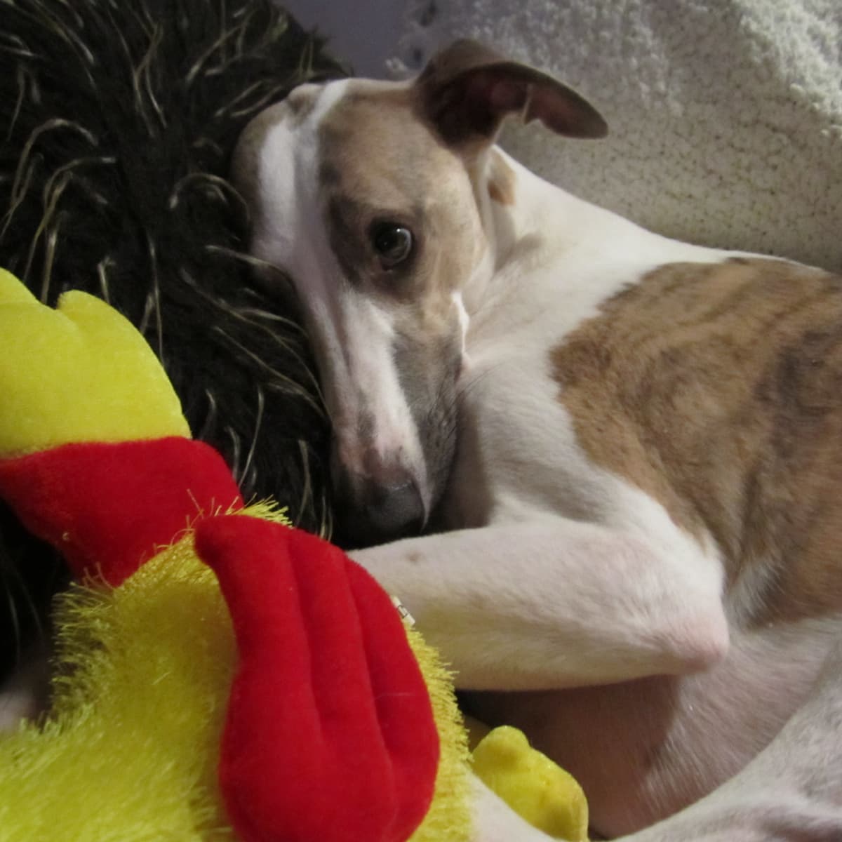 Small whippet type dog discount