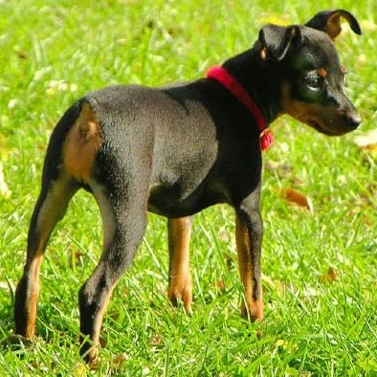 Terrier mini pinscher mix on sale