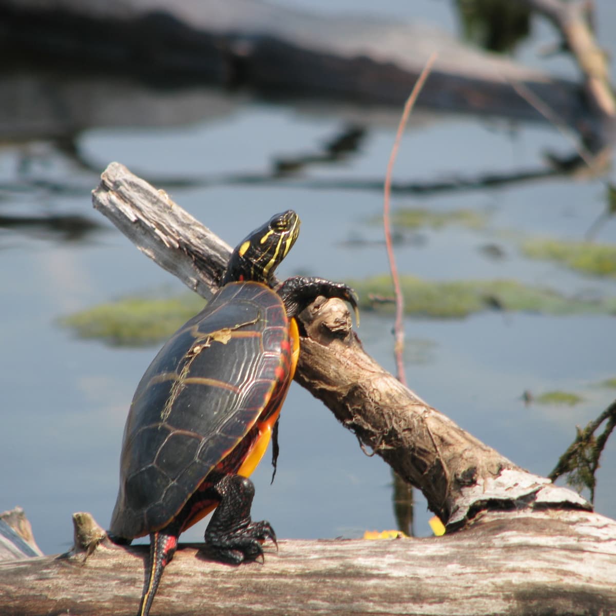 Pet shops with turtles near me hot sale