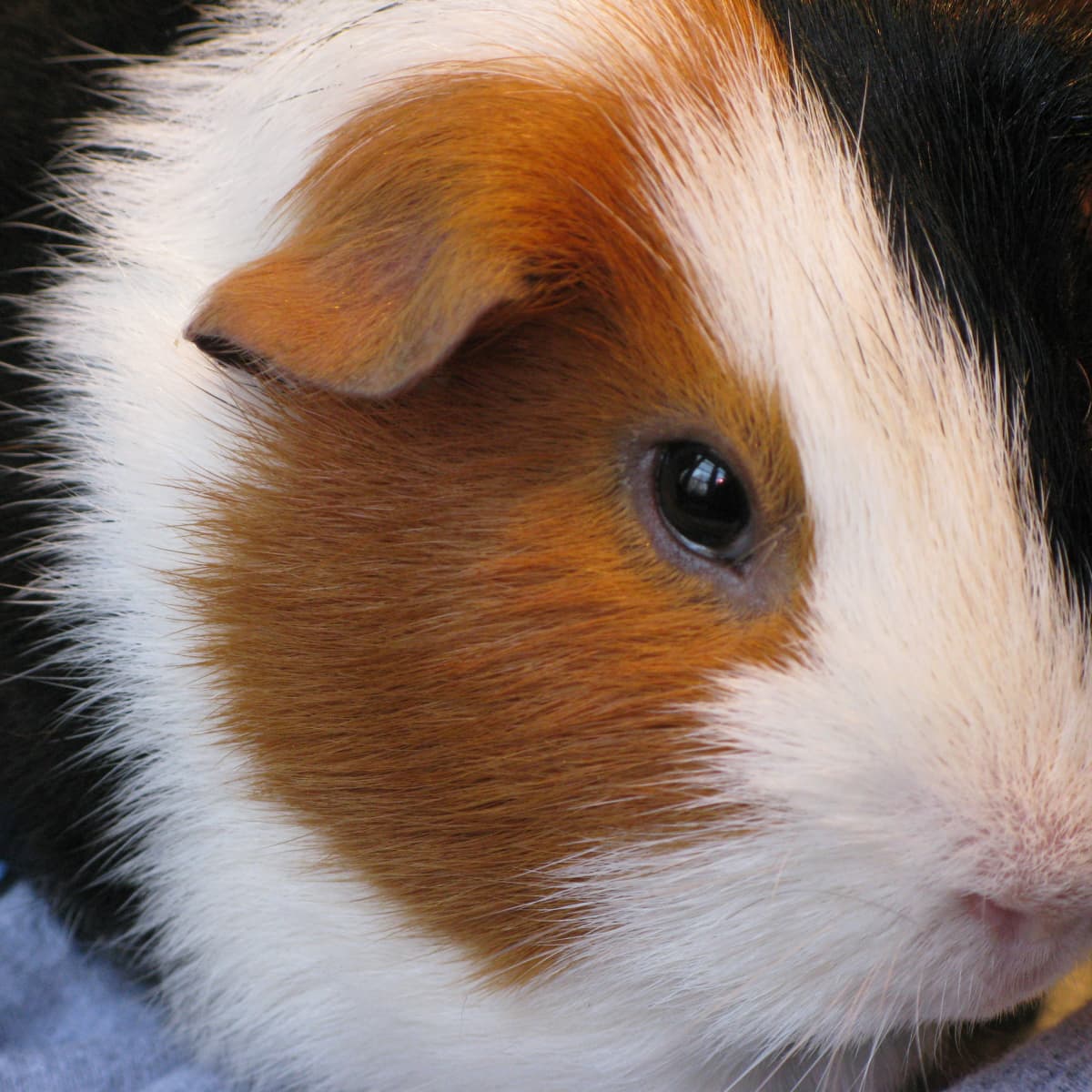 Foods That Guinea Pigs Should and Should Not Eat PetHelpful