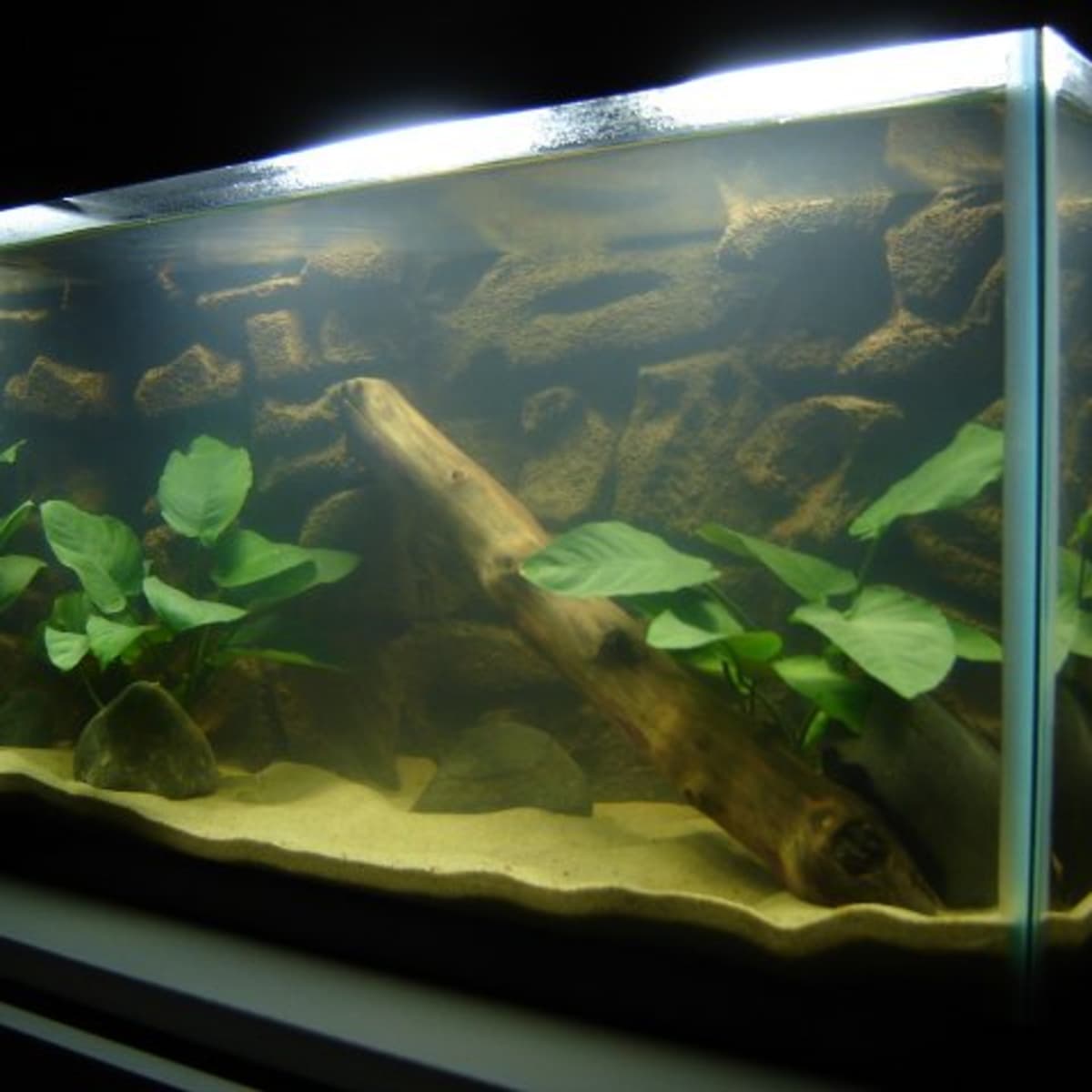 Sand in goldfish tank cheap