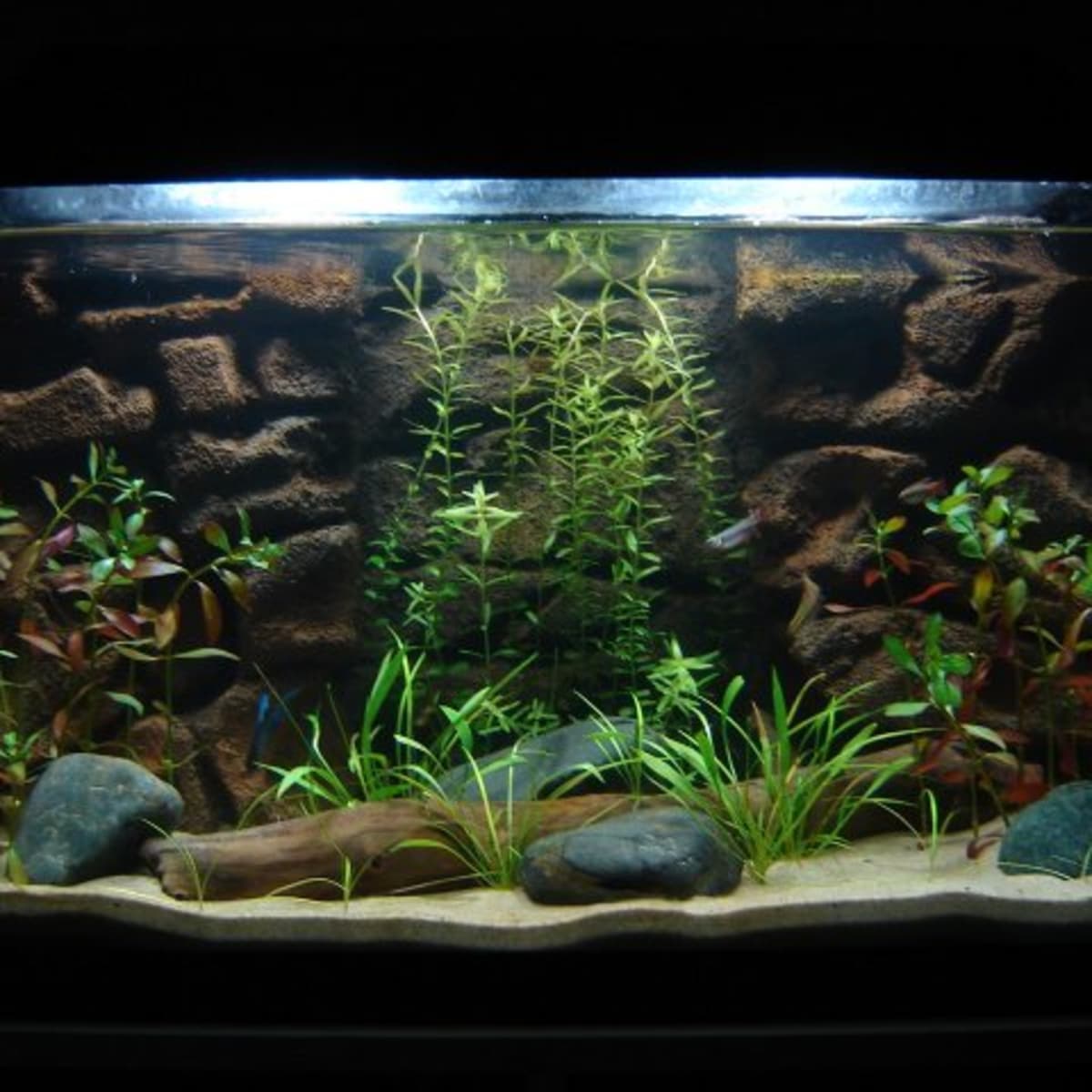 Live Plants in Aquariums A Fish Guide PetHelpful