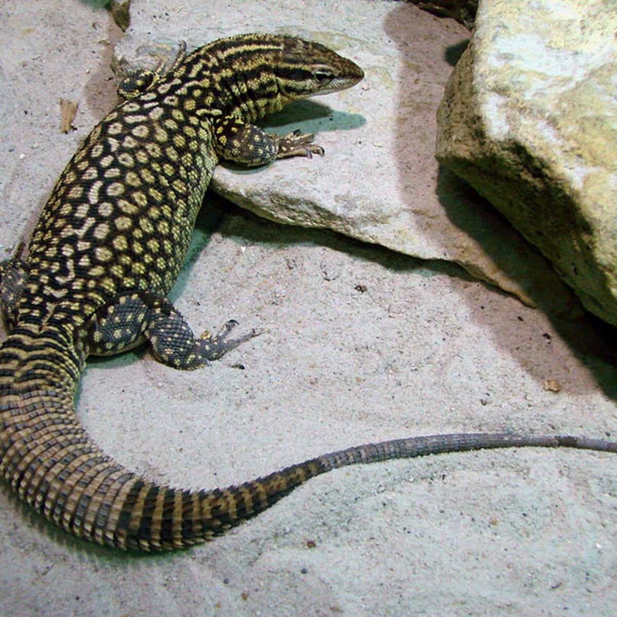 Pet lizards near me shop