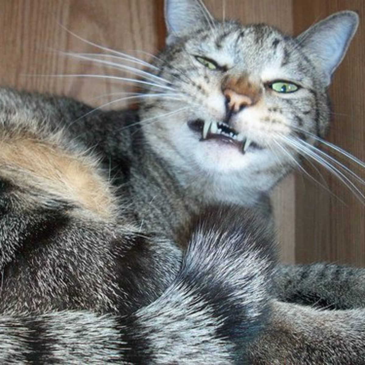 Sneezing cat remedy on sale