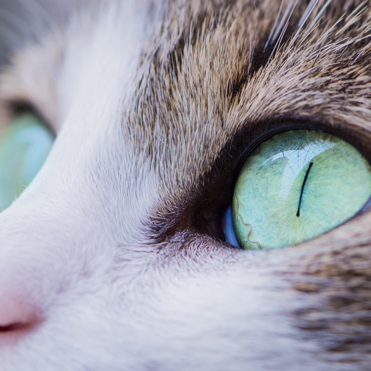 Saline eye drops for cats store