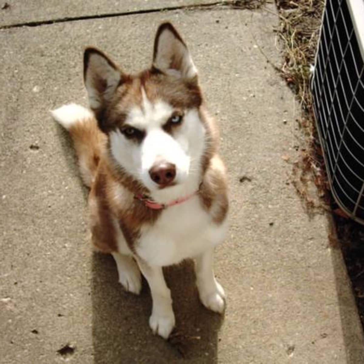 Short hair husky puppies top
