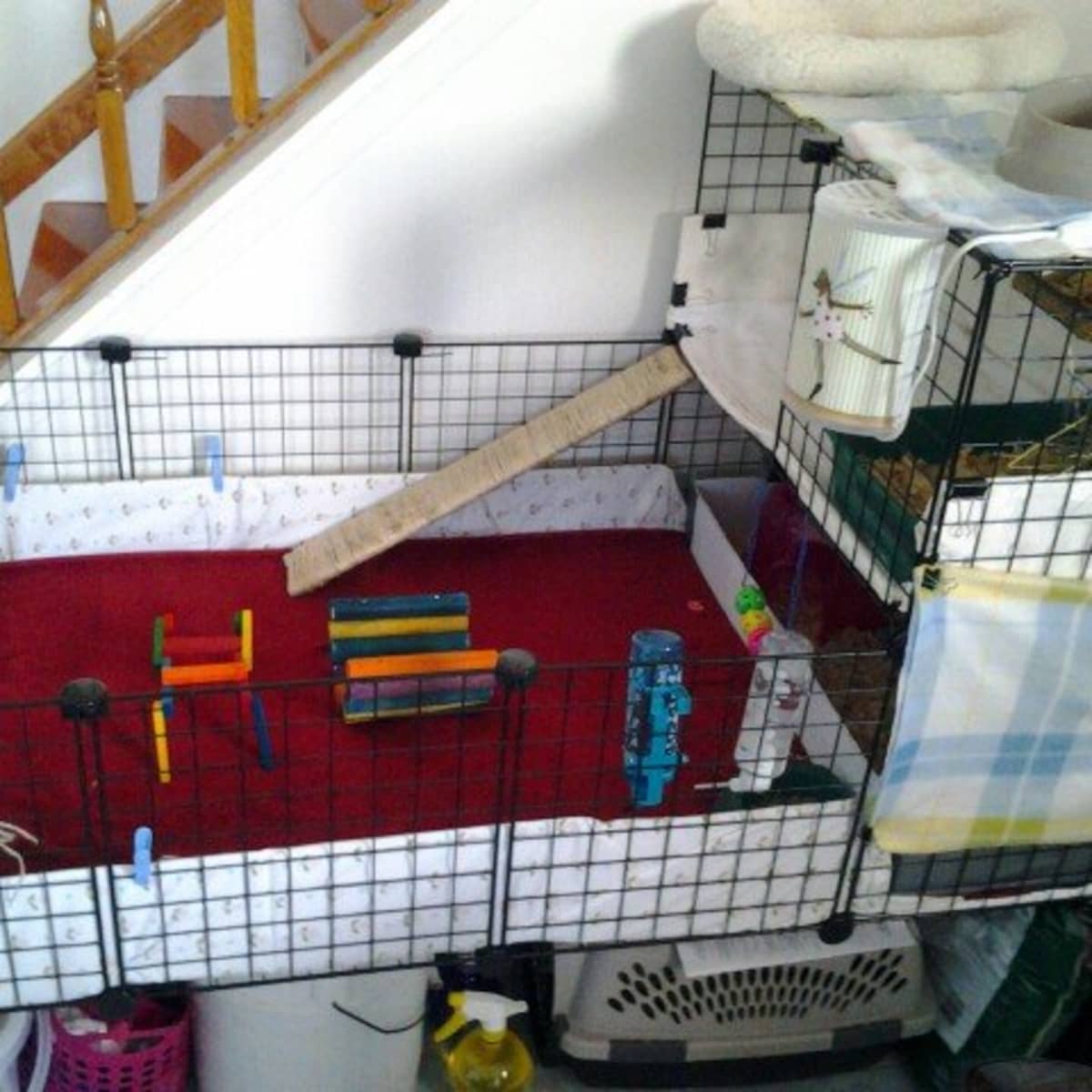 Build a Guinea Pig Cage With Cubes and Corrugated Plastic C C PetHelpful