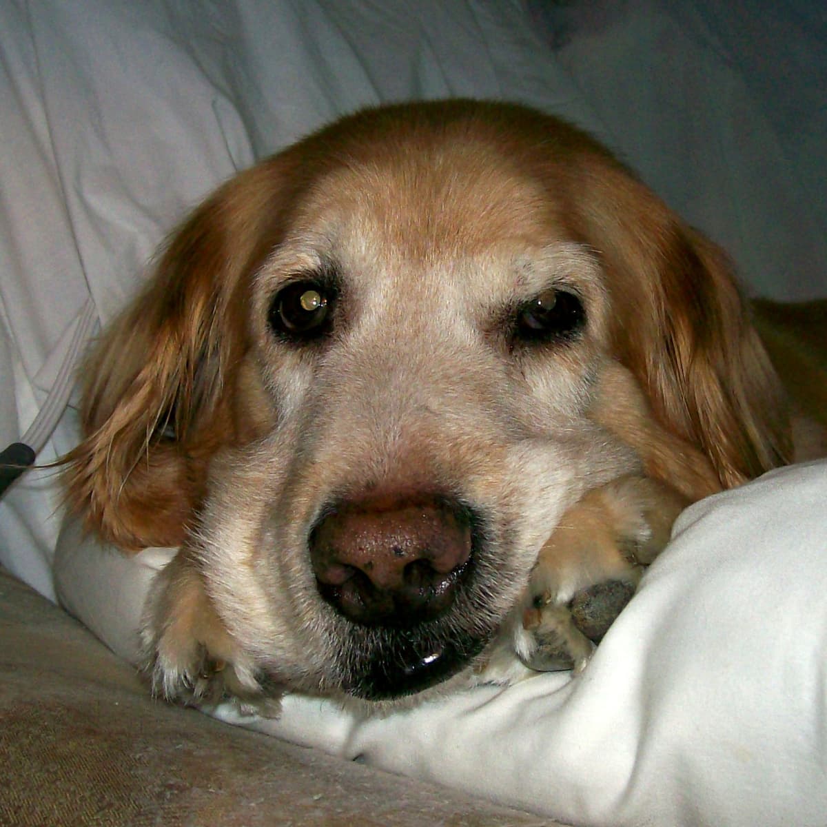 How to Stop a Dog From Eating Too Fast Tips to Prevent Bloat PetHelpful