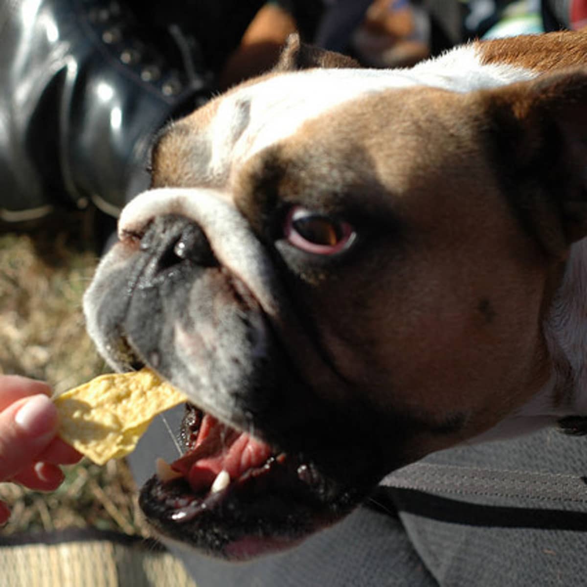 Healthy Leftovers Your Dog Will Love PetHelpful