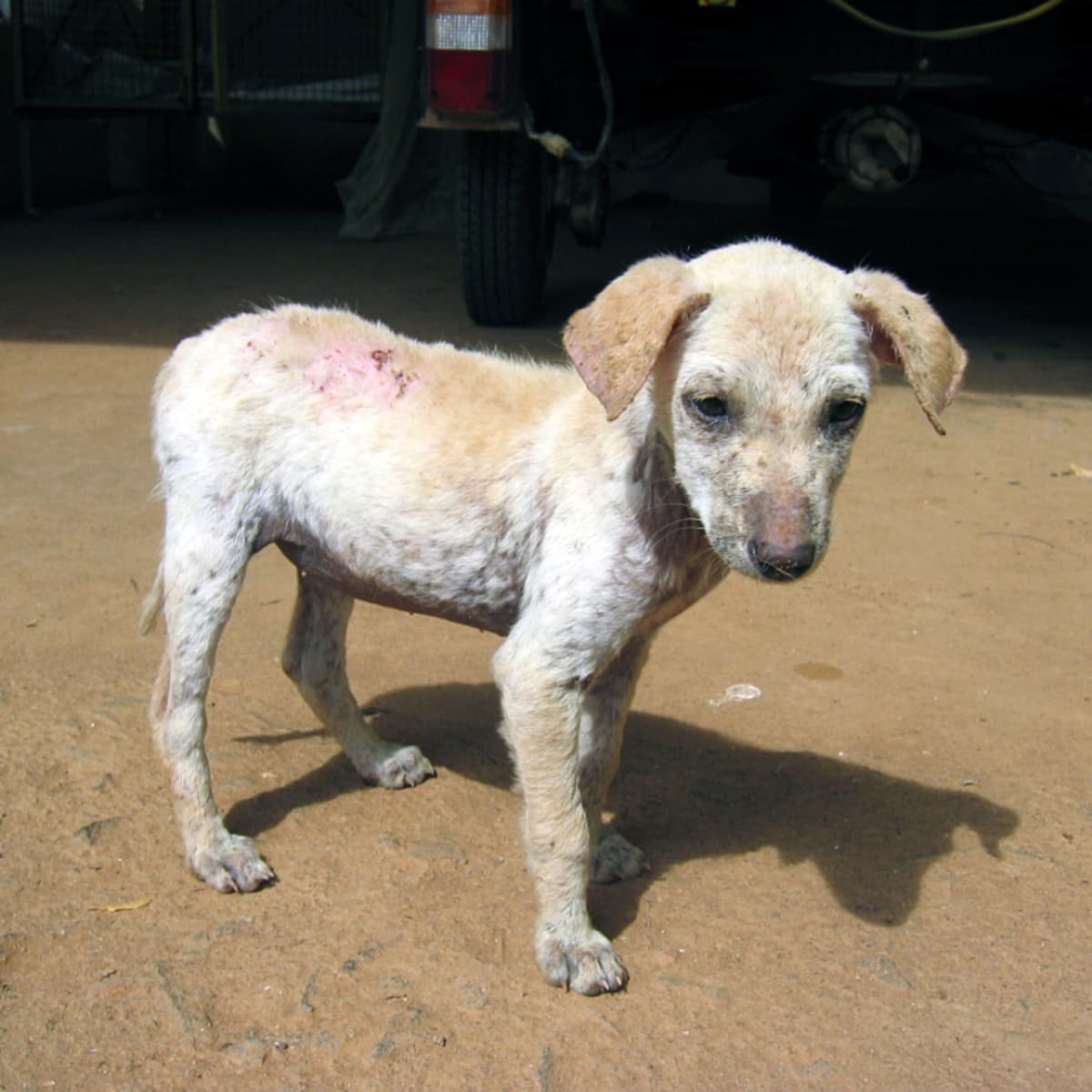 Does My Dog Have Demodectic Mange PetHelpful