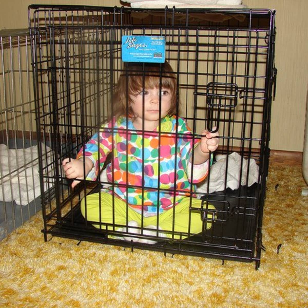 Why Confining a Dog to a Crate Is Wrong PetHelpful