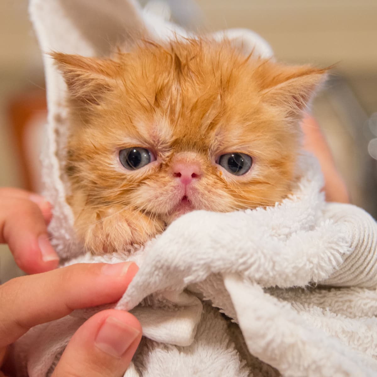 How to Bathe a Cat Drama Free PetHelpful