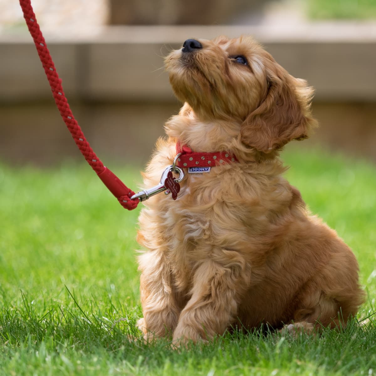 Teaching a puppy to walk to heel cheap