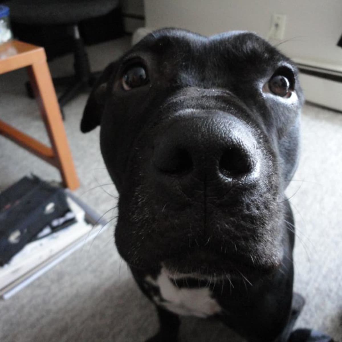 7 Best Toughest Dog Toys for Bullies and Other Hard Chewers PetHelpful