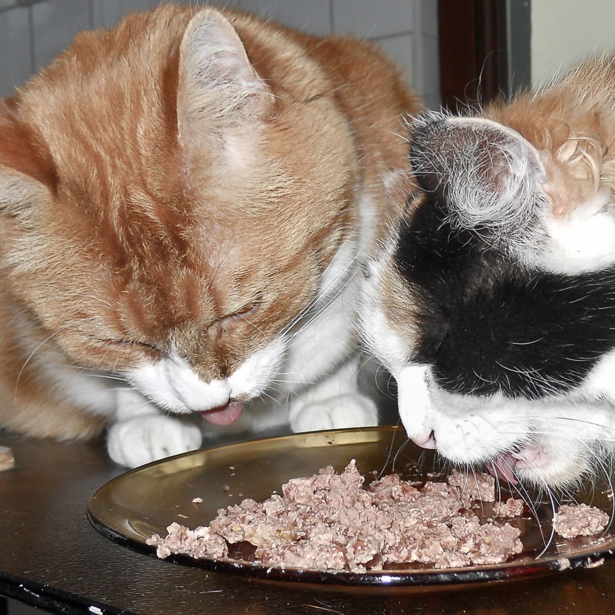 What foods can i feed my cat cheap
