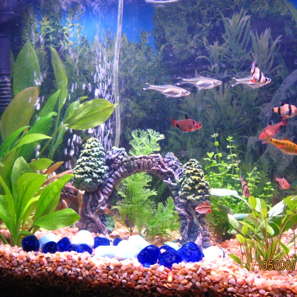 How to Start a Freshwater Tropical Aquarium PetHelpful