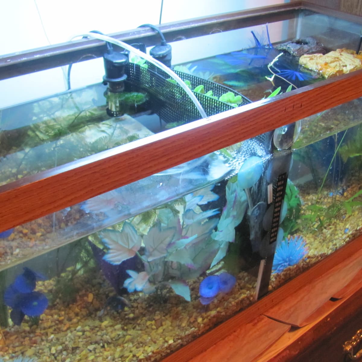 Preparing tank for betta fish new arrivals