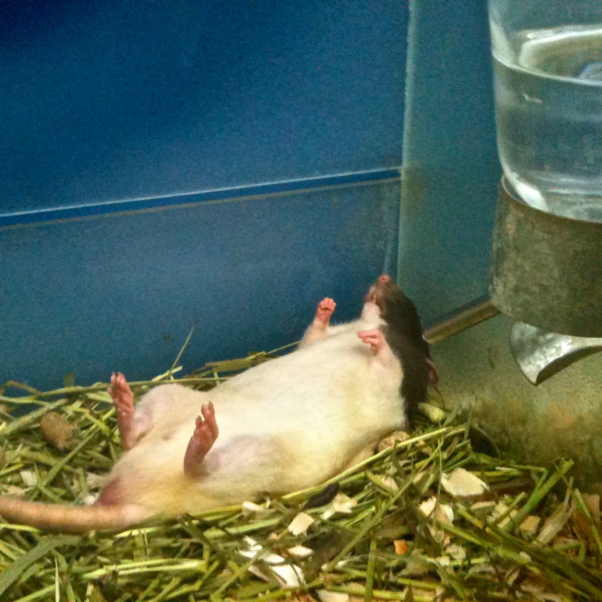 Cheap rodent cages sale