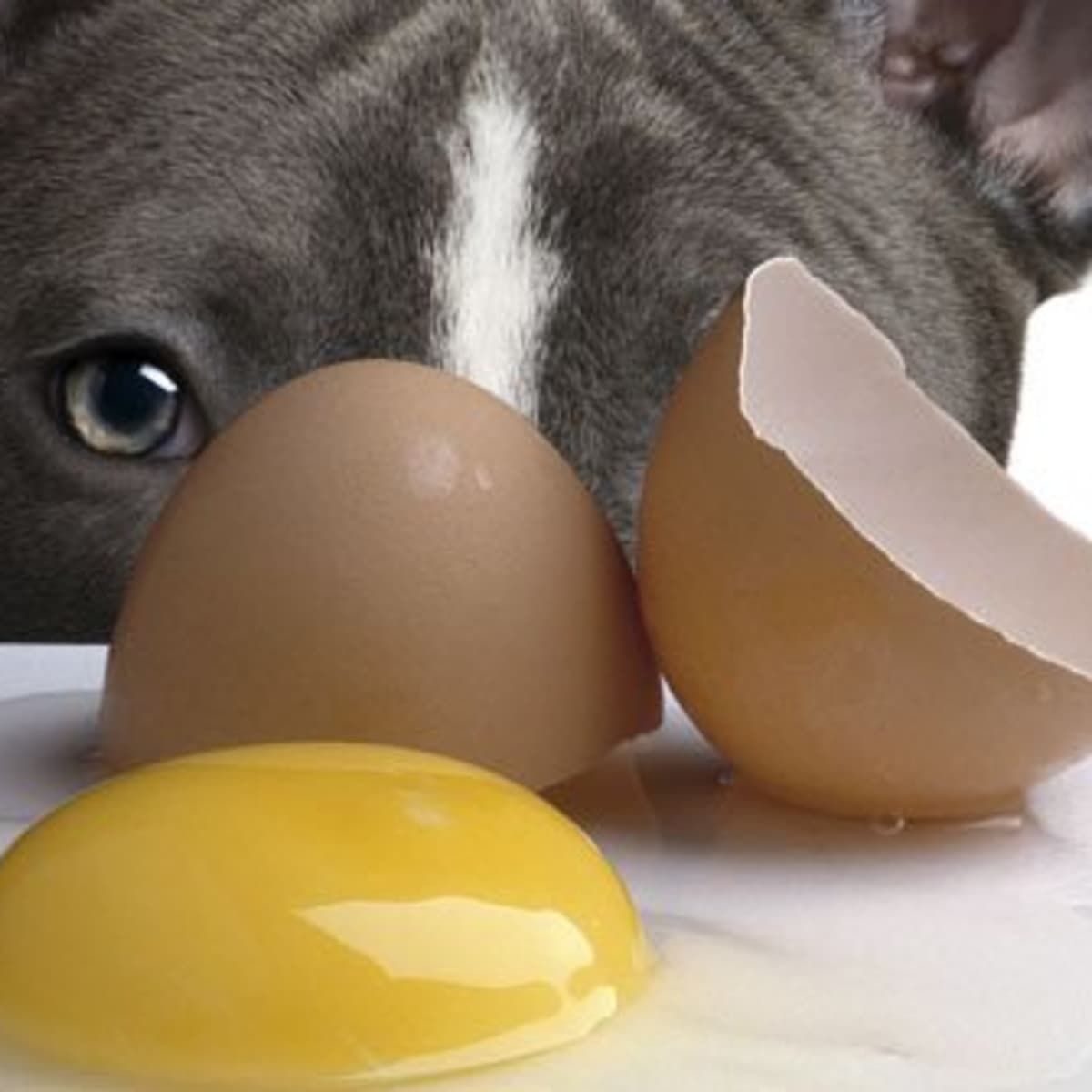 Is It Safe to Feed Dogs Raw Eggs PetHelpful