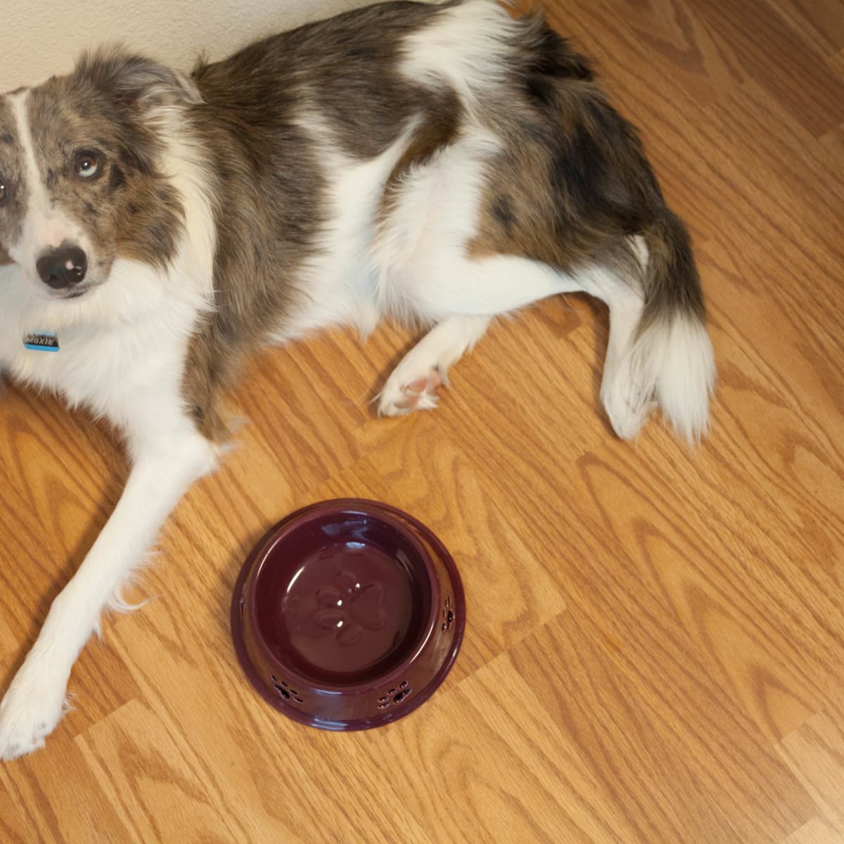 My dog is throwing up everything he eats outlet