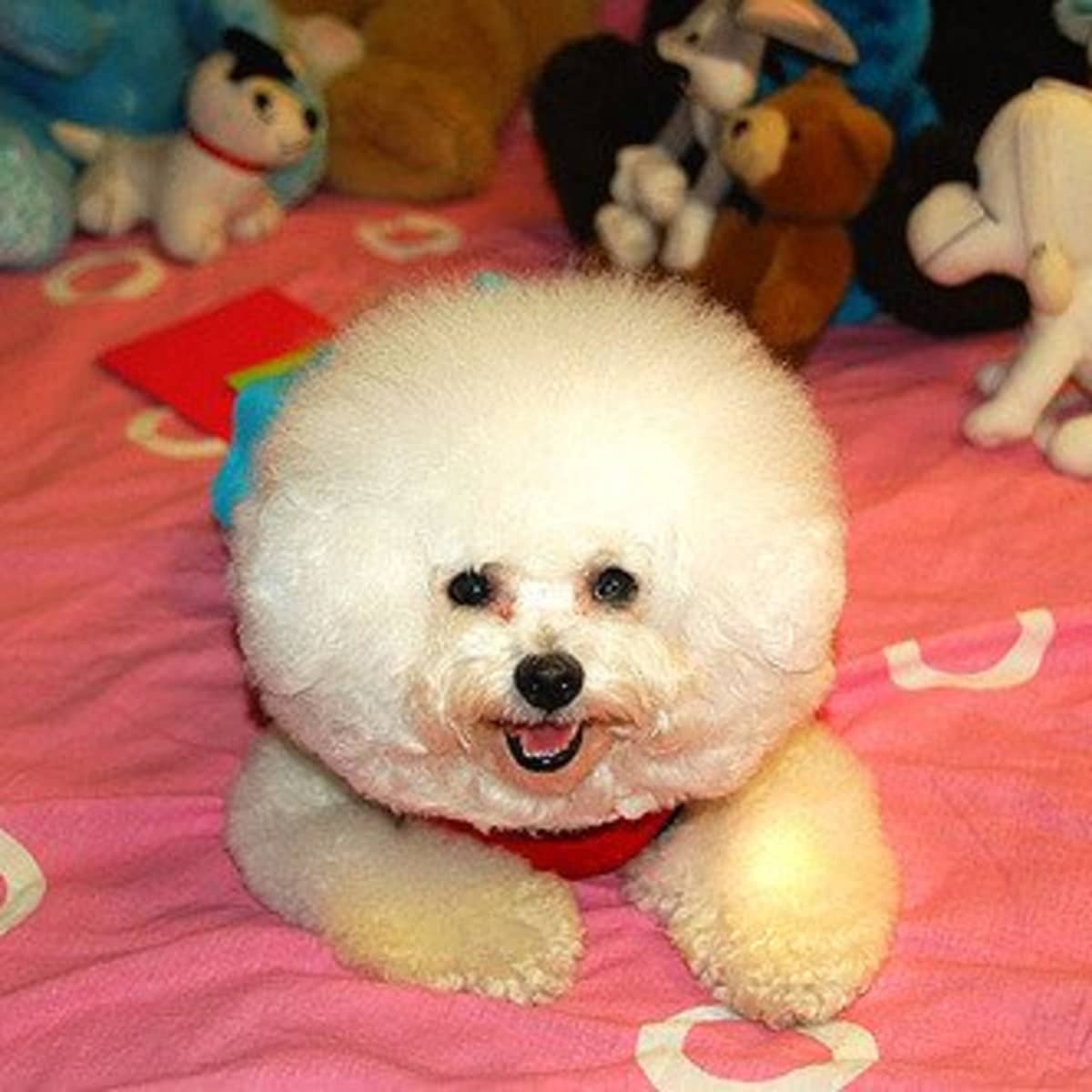 The 5 Sweetest Small and Fluffy Dog Breeds PetHelpful