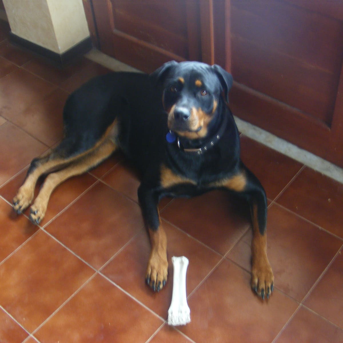 Understanding a Silent Heat in Female Dogs PetHelpful