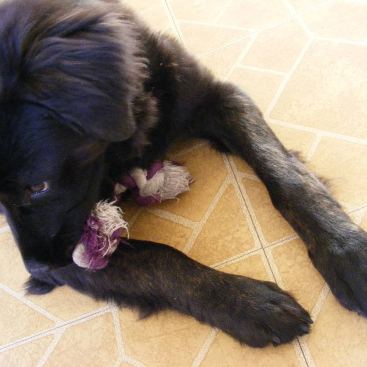 Puppy Stages 16 Week Old Puppy Behavior and Development PetHelpful