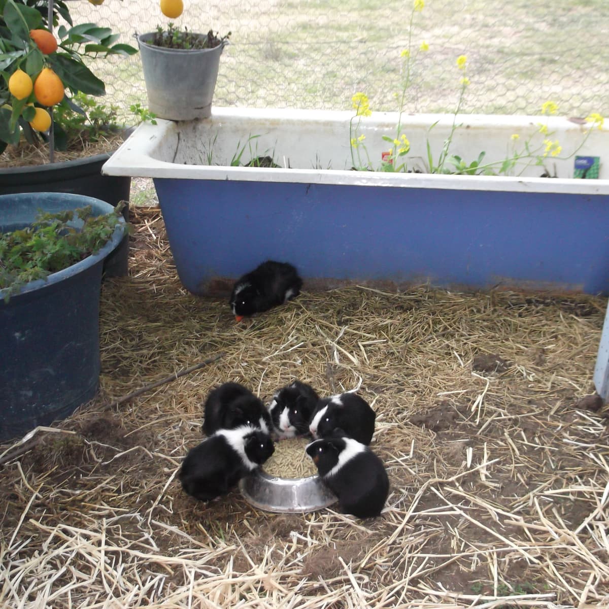 Outdoor guinea pig run cheap