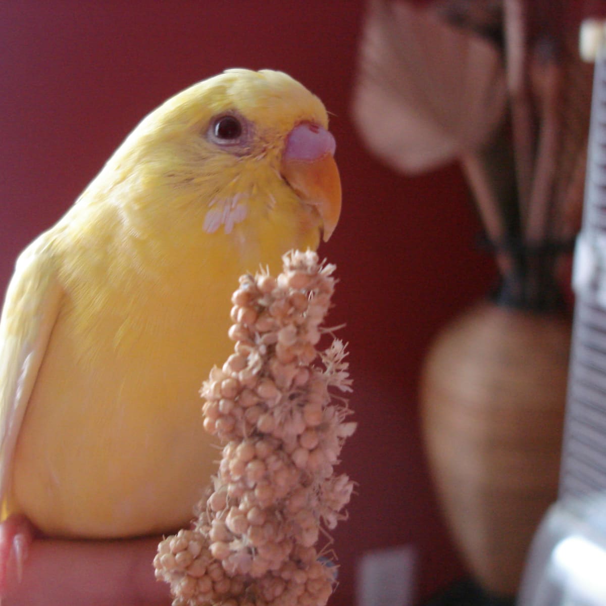 Parakeets favorite treats cheap