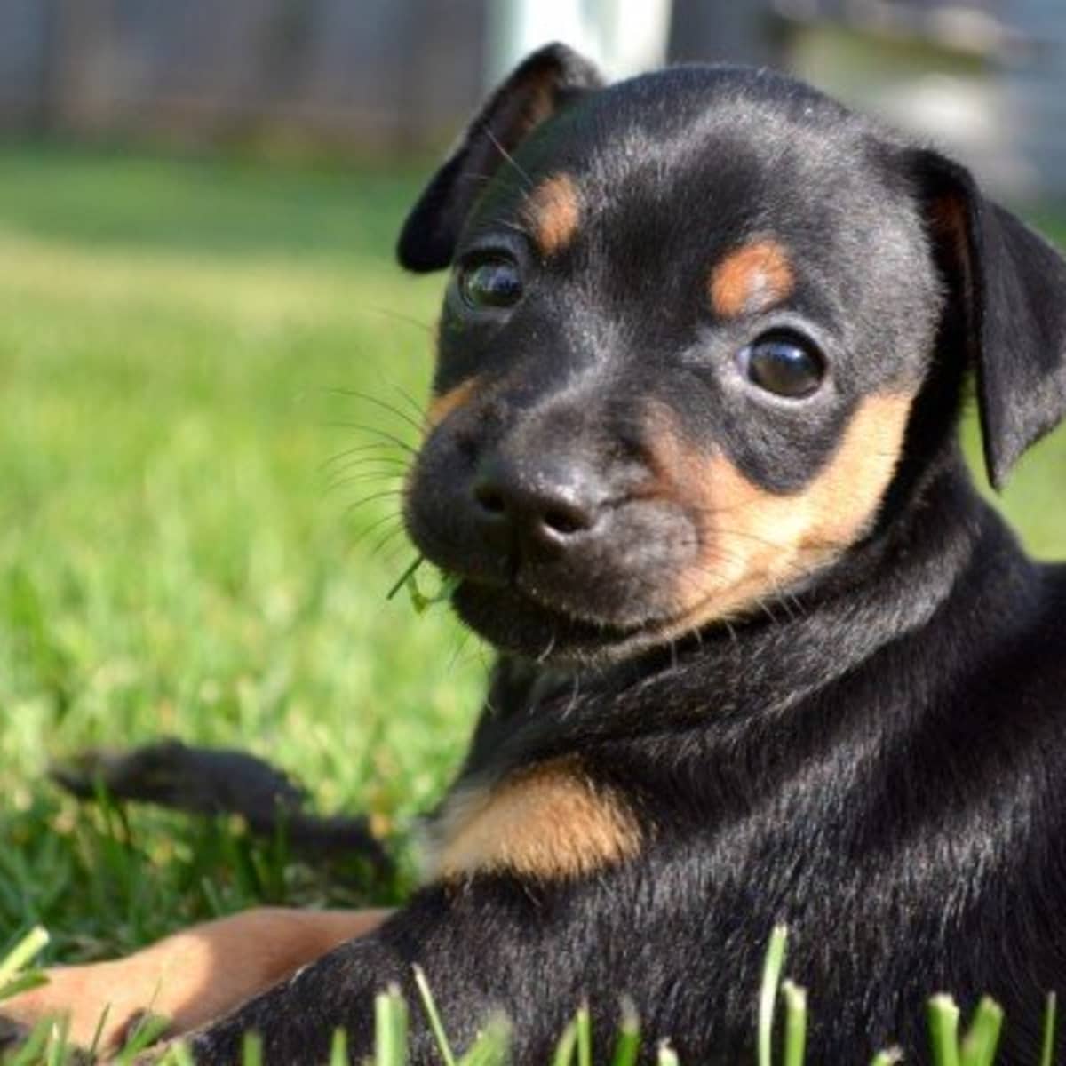 Small pinscher discount