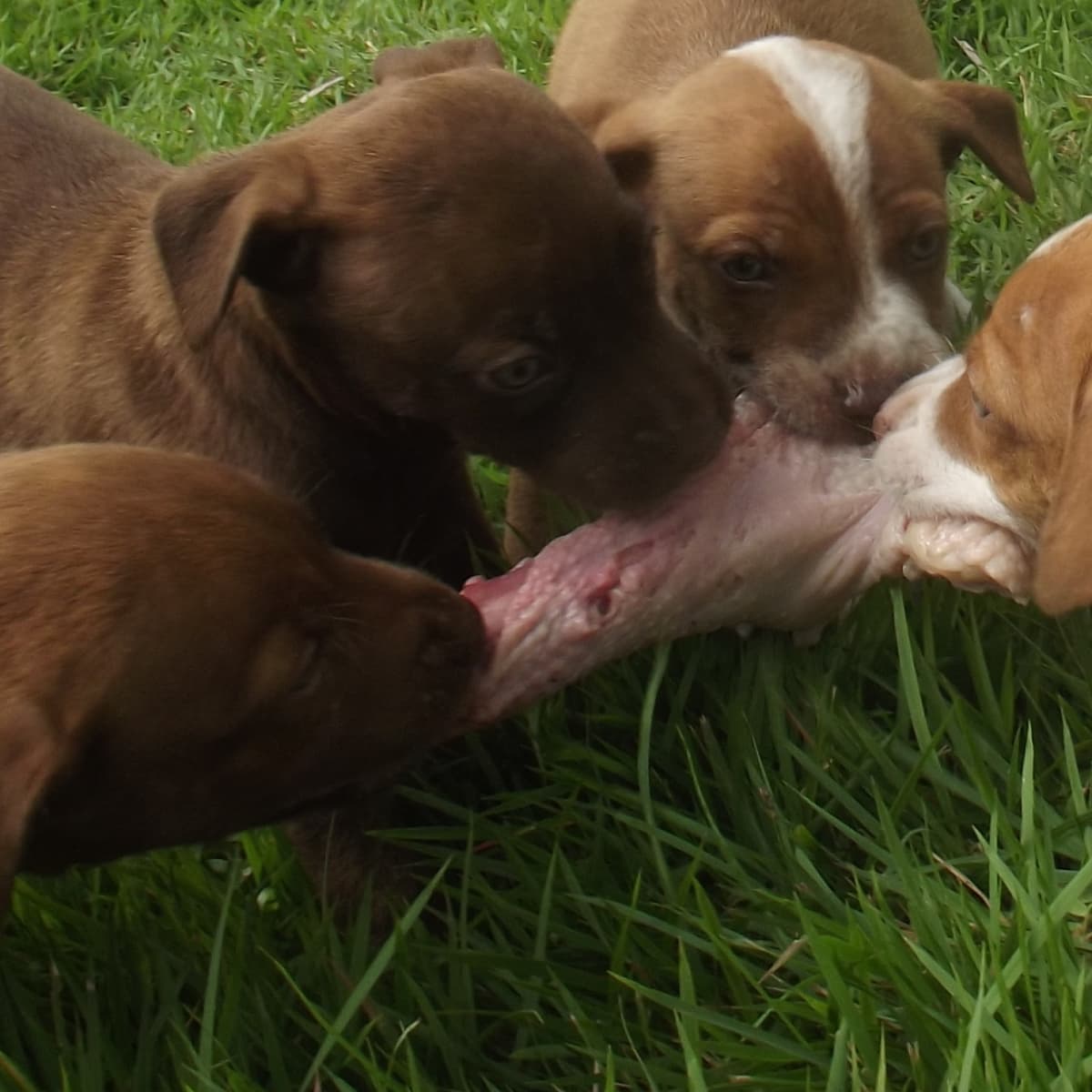 Puppies on raw diet top