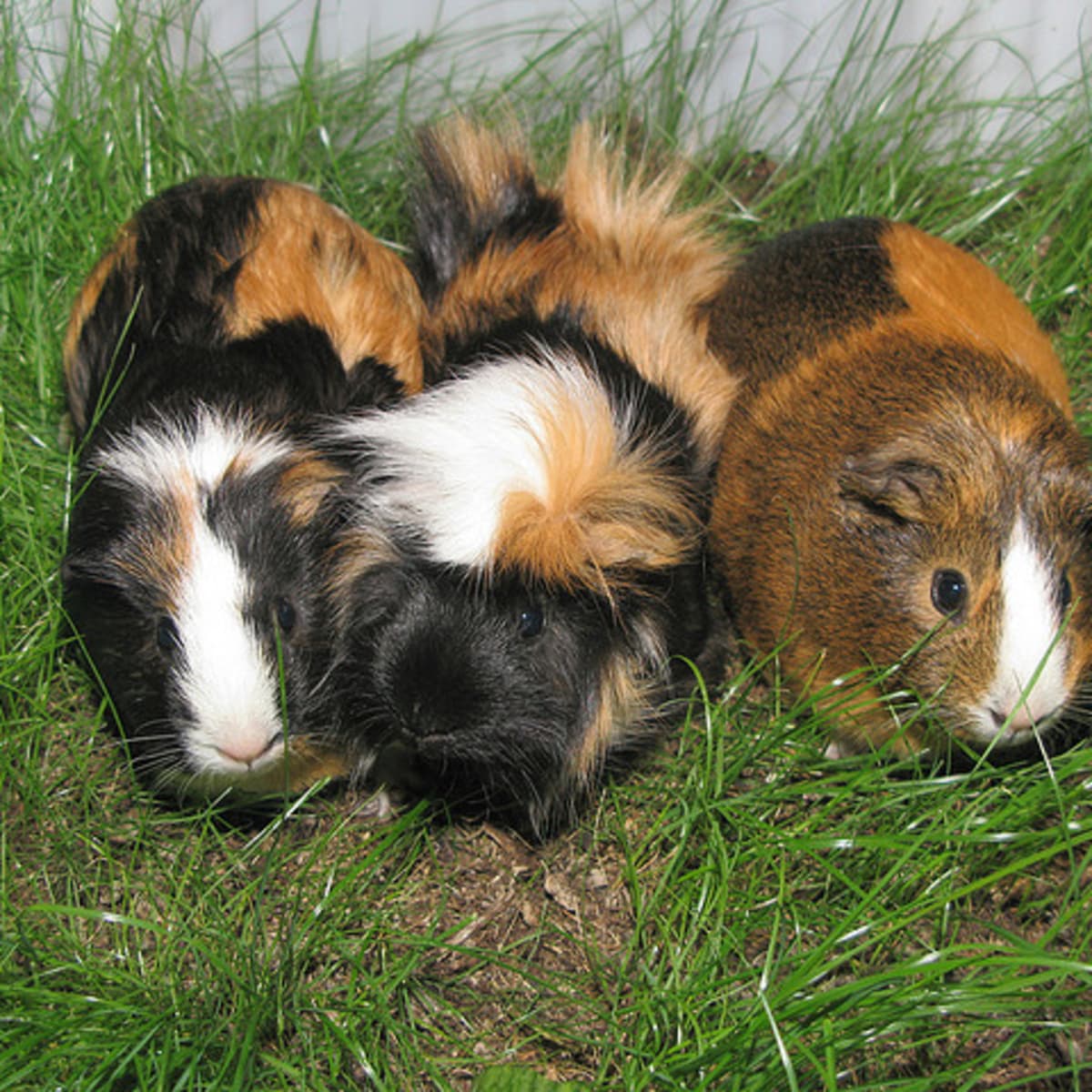 What to Do for an Overheated Guinea Pig PetHelpful
