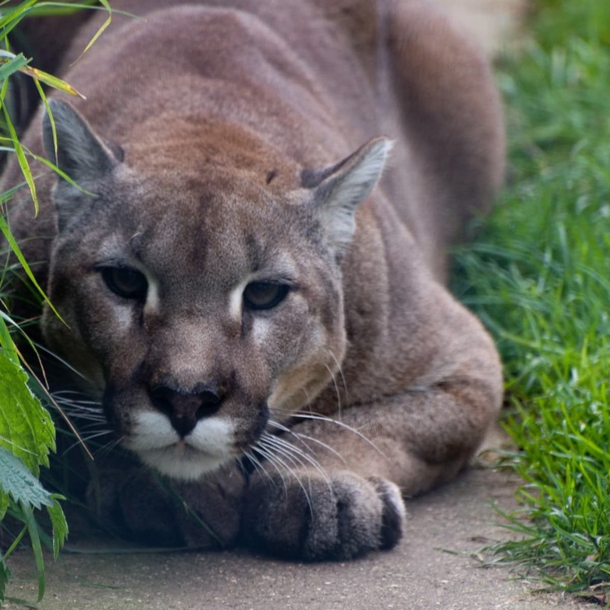 Owning a Pet Cougar Understanding the Hurdles and Risks PetHelpful