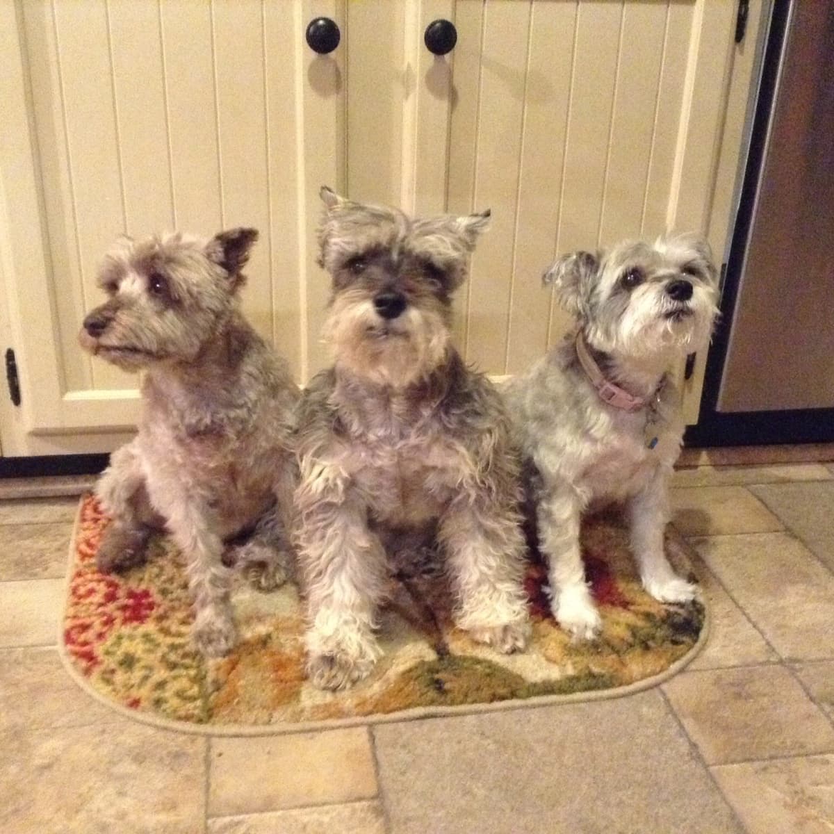 Coconut Oil for Dogs With Allergies and Digestion Problems PetHelpful