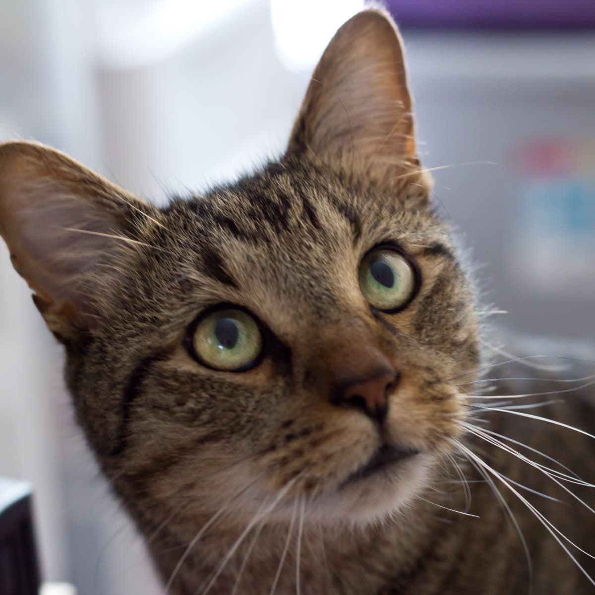 Tabby cat web store best sale