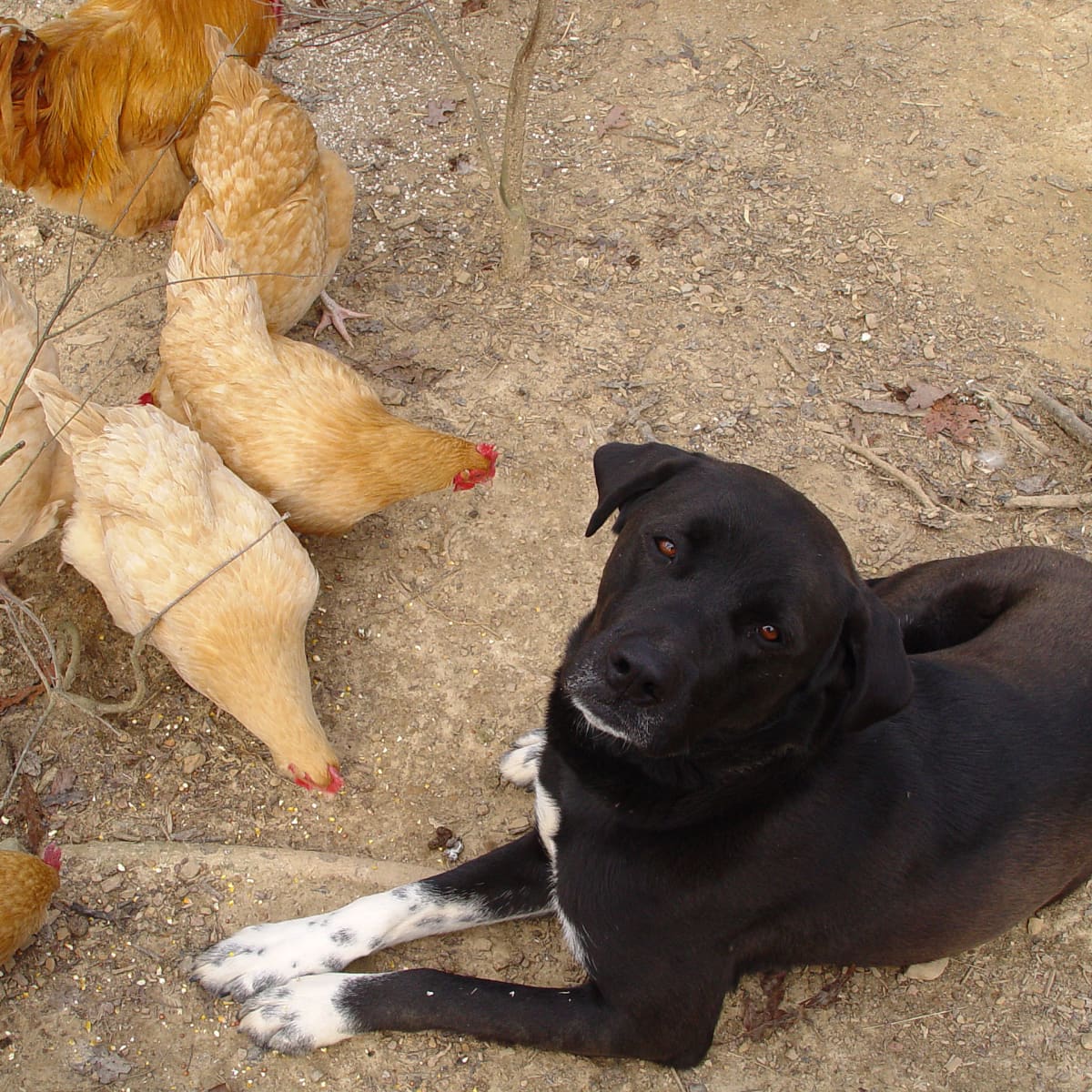 Poultry guard dogs outlet
