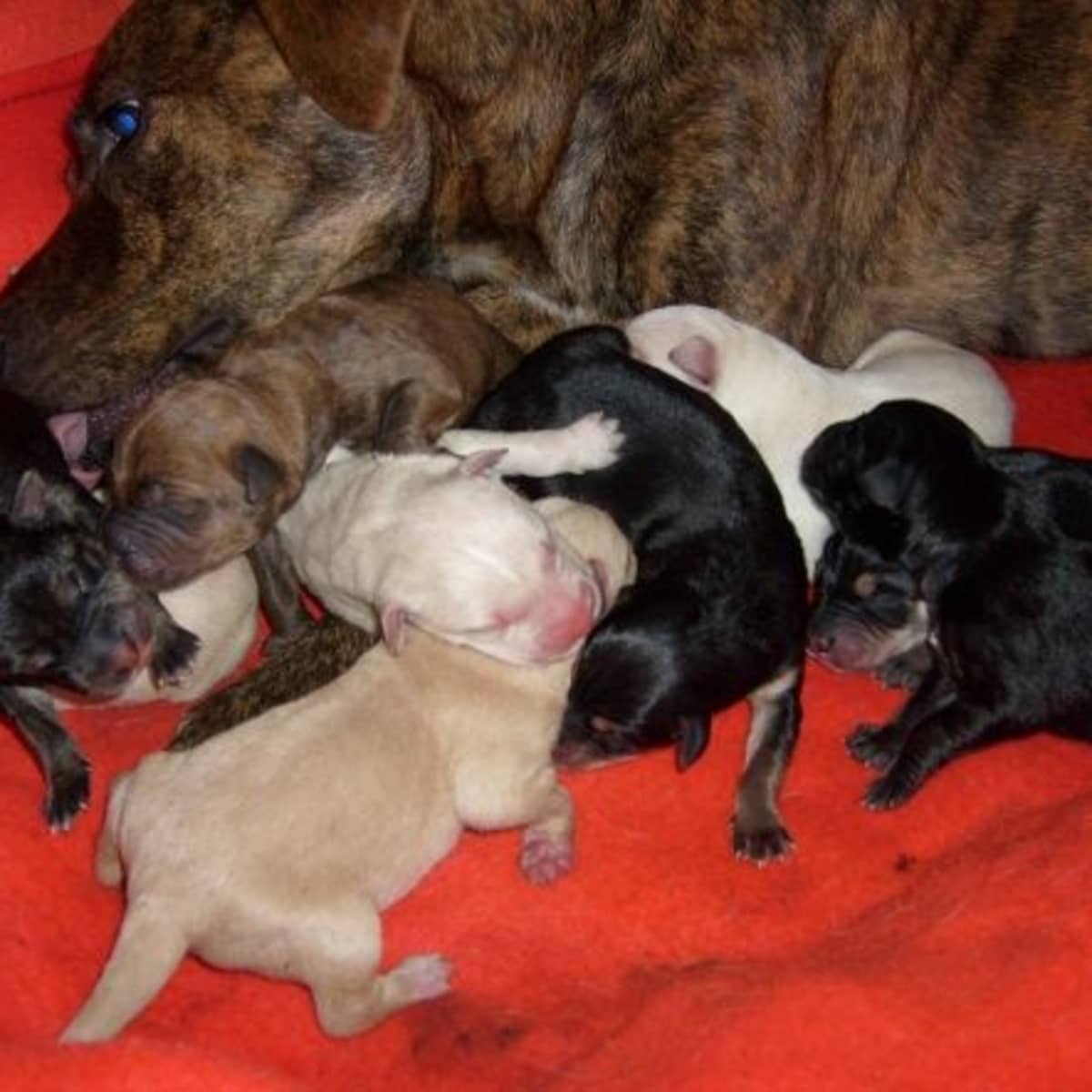 7 week old pitbull puppy food new arrivals