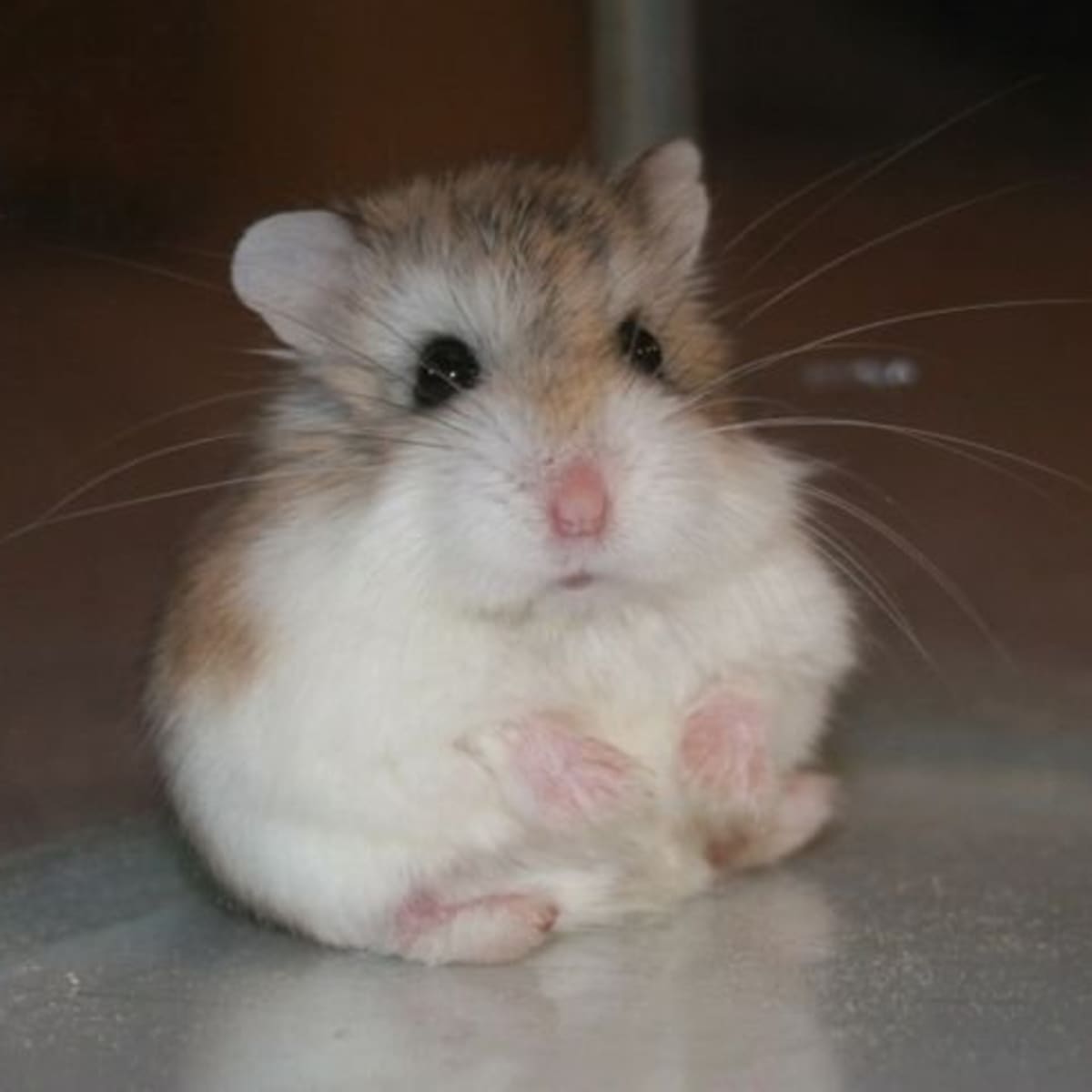 Robo hamster treats outlet