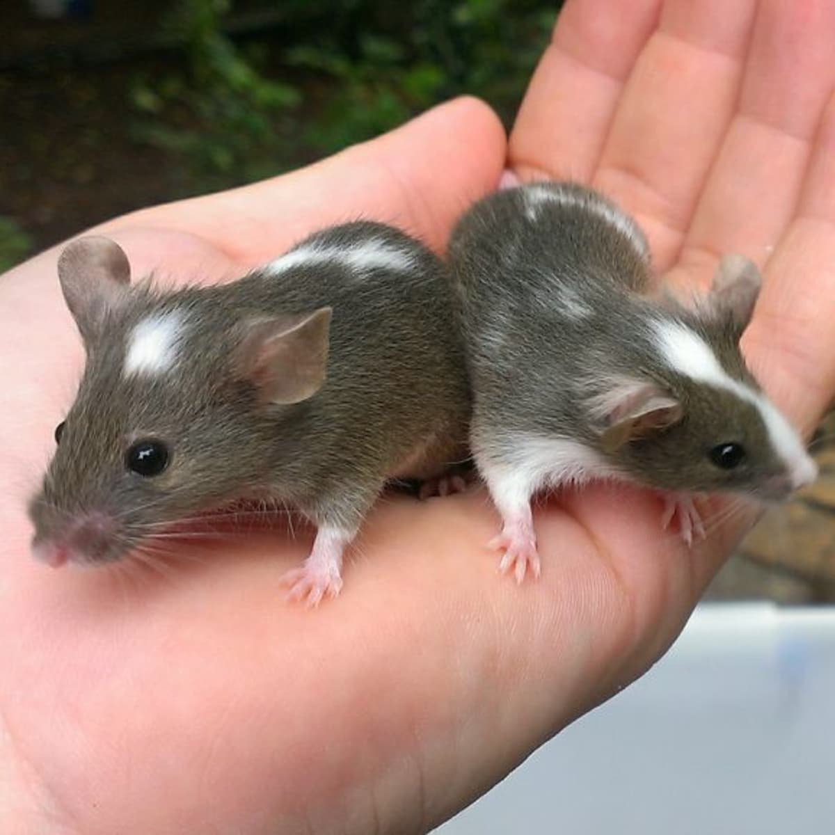 Pet stores that sell mice near me shop