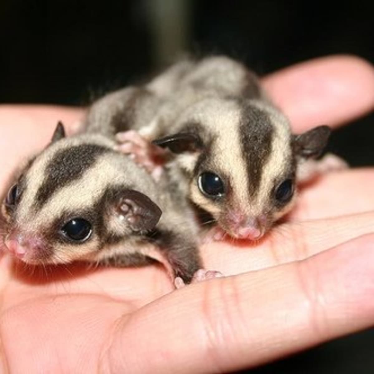 Purchase sugar glider store