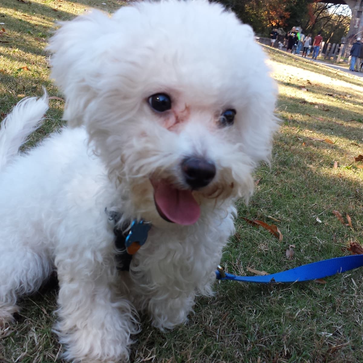Slicker brush for bichon frise outlet