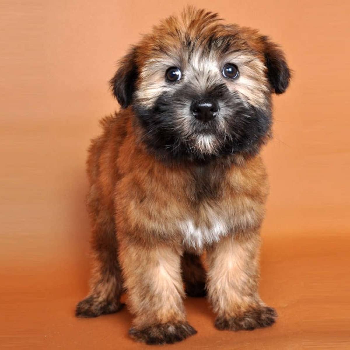 Irish soft coated wheaten terrier mix best sale