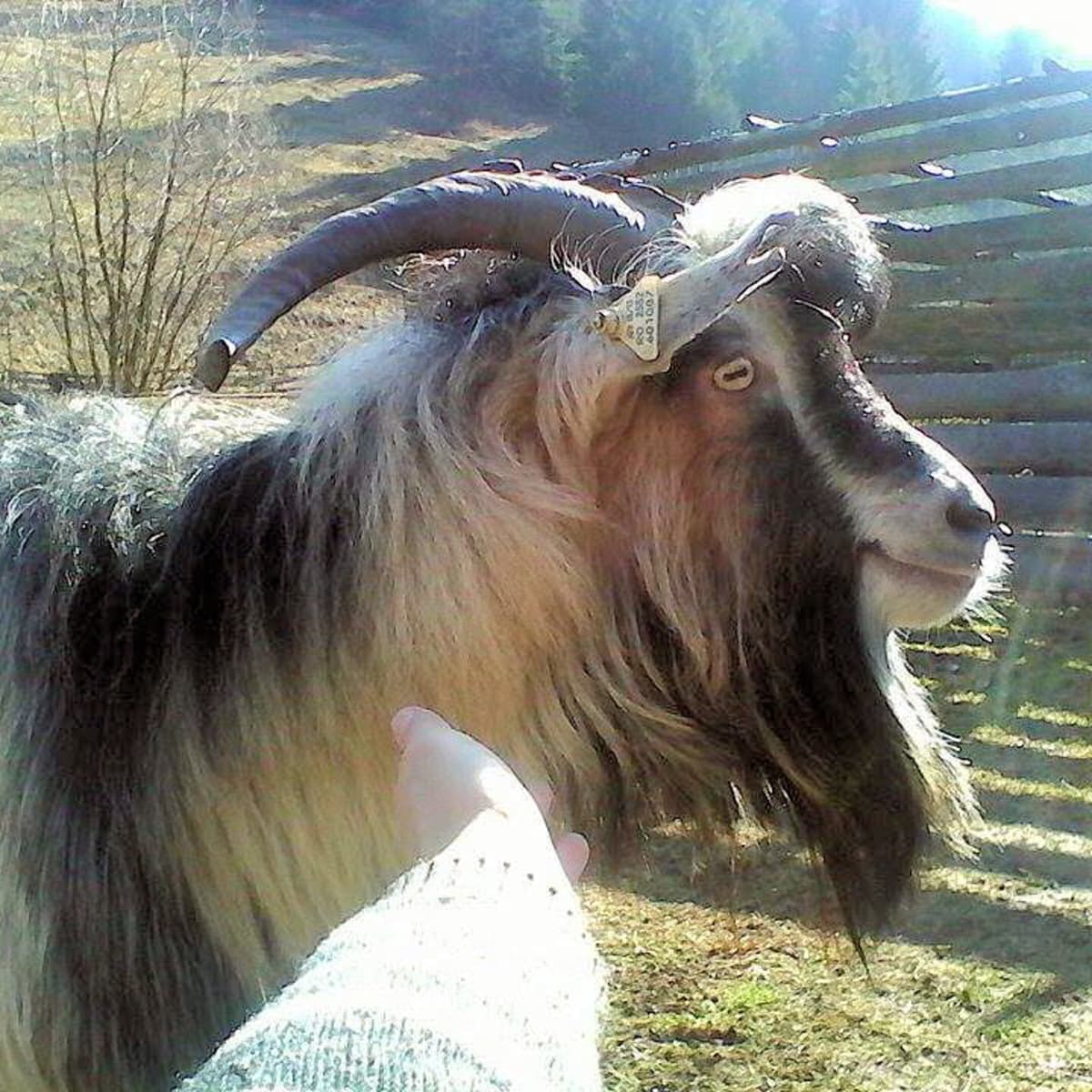 Goats Are Farm Animals That Make Great Pets PetHelpful