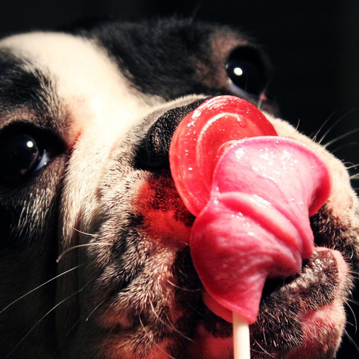 Everything You Need to Know About Feeding Your French Bulldog PetHelpful
